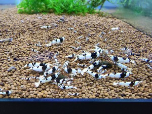 Pure Black Line Crystals Pure Black Line Crystals