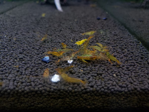 Tiger Hybrids Tiger Hybrids