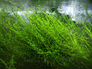 Taiwan Moss Taiwan Moss