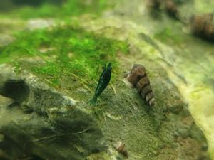 Green Emerald Green Emerald