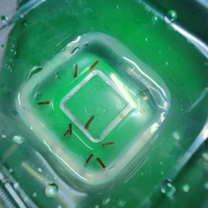 Asellus Aquaticus ( Freshwater Aquatic Isopod) $4 per isopod