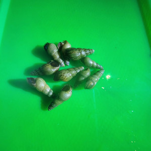 Malaysian Trumpet Snails Malaysian Trumpet Snails