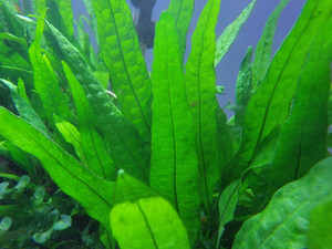 Java Fern