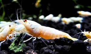 "Pure White Line" Crystal Shrimp "Pure White Line" Crystal Shrimp