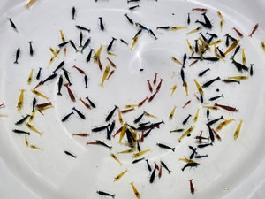 Party Pack Mix Neocaridina (Qty 10 mix of shrimp)