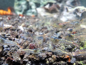 Malawa Sulawesi Shrimp