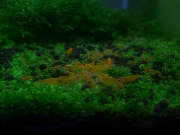 Yellow King Kong Hybrid