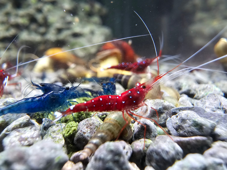 Cardinal Sulawesi Shrimp