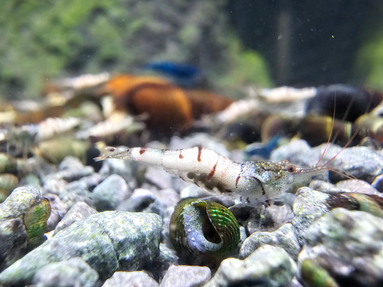 Snow Zebra Sulawesi Shrimp