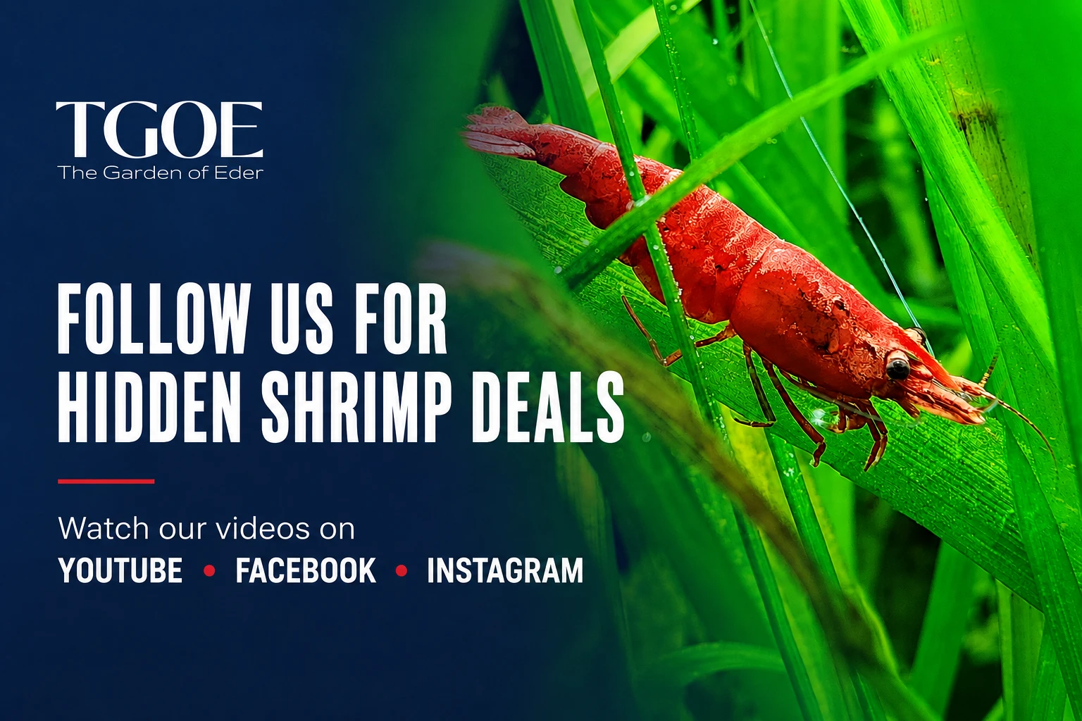 Follow The Garden of Eder on YouTube, Facebook and Instagram for hidden shrimp deals and aquarium videos