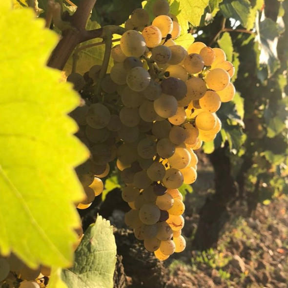 Domaine Vincent Careme Grapes