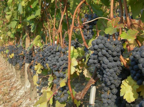 Barbera grapes