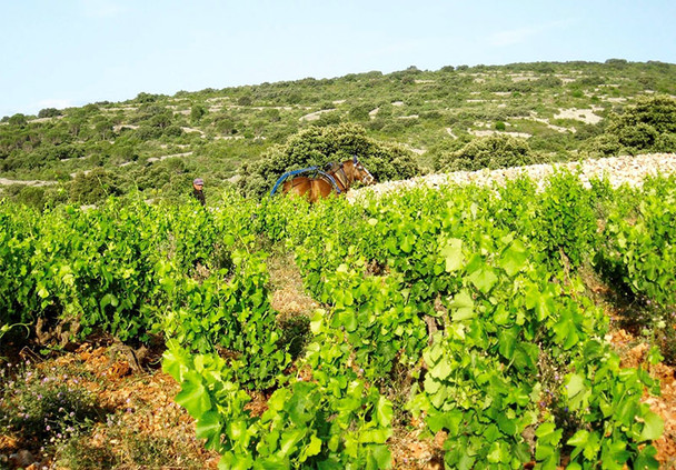 Bila Haut by M. Chapoutier, Lesquerda Cotes du Roussillon Villages 2018