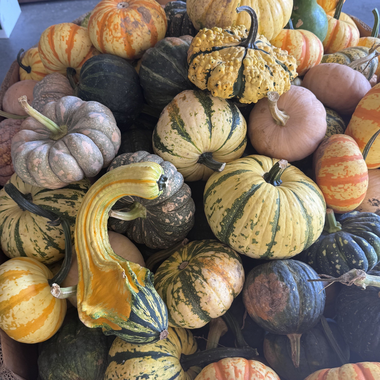 PUMPKINS/GOURDS