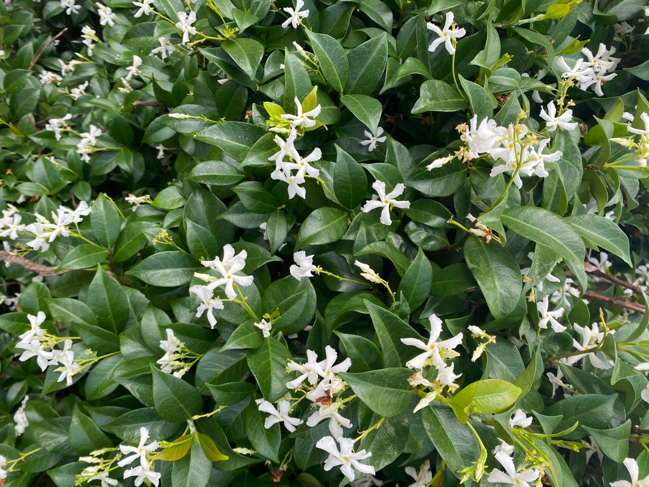 Jasmine 'Madison Hardy' 5 Gallon - Cofer's Home & Garden