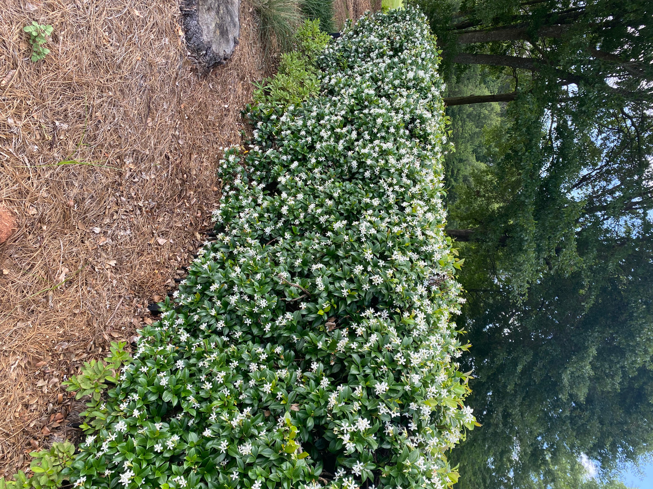 Jasmine 'Madison Hardy' 2 Gallon - Cofer's Home & Garden