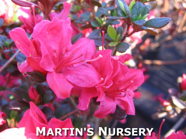 Azalea 'Hinodegiri' 1 Gallon - Cofer's Home & Garden