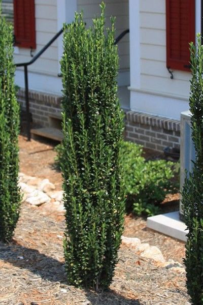 Optimal Sky Pencil Holly Size Guide for Landscape Design