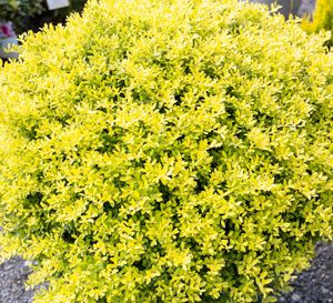 Holly Touch of Gold® 2 Gallon Cofer's Home & Garden