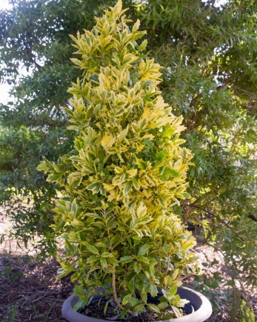 Holly Golden Oakland® Holly 3 Gallon Cofer's Home & Garden