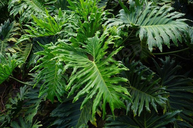Philodendron 'Selloum' - Cofer's Home & Garden