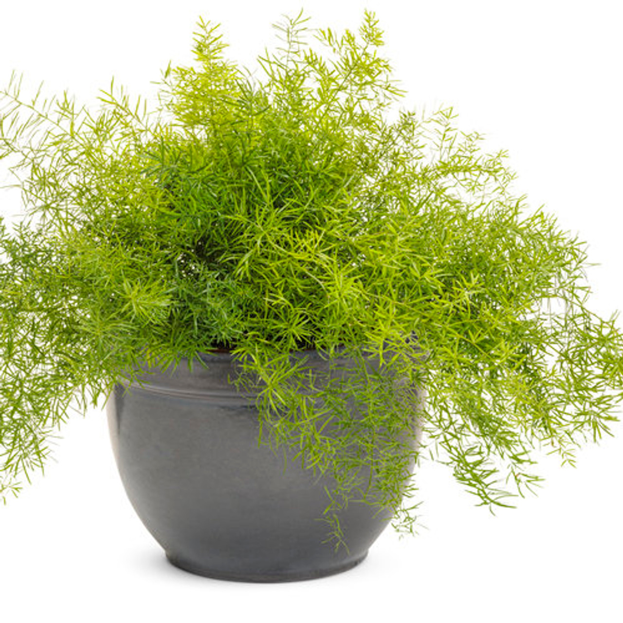 ASPARAGUS 「#1 / モメント」 Asparagus Twigs Absolute – Fraterworks