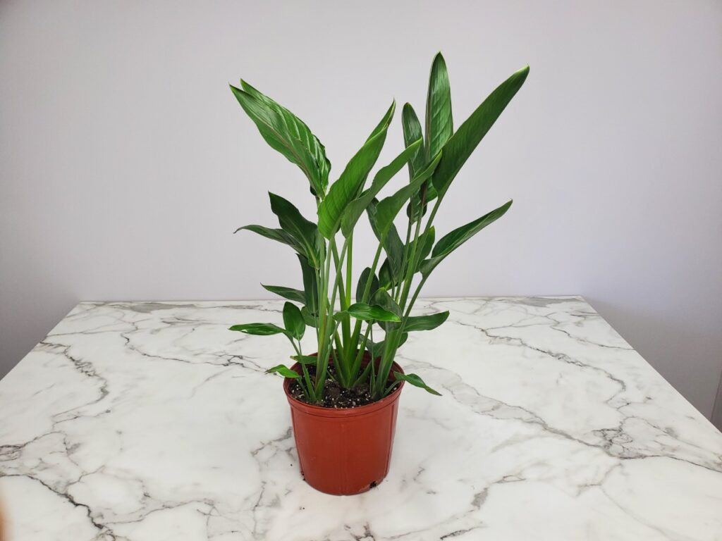 Bird of Paradise 3 Gallon - Cofer's Home & Garden