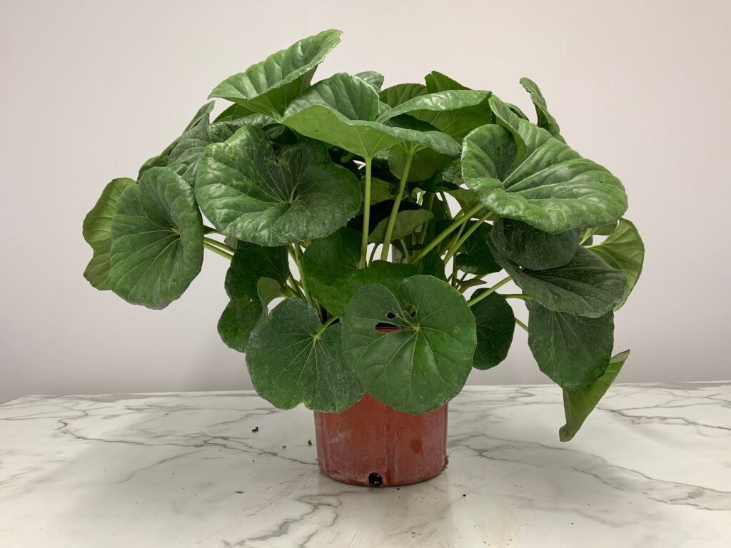 Tractor Seat Plant 3 Gallon Cofer's Home & Garden