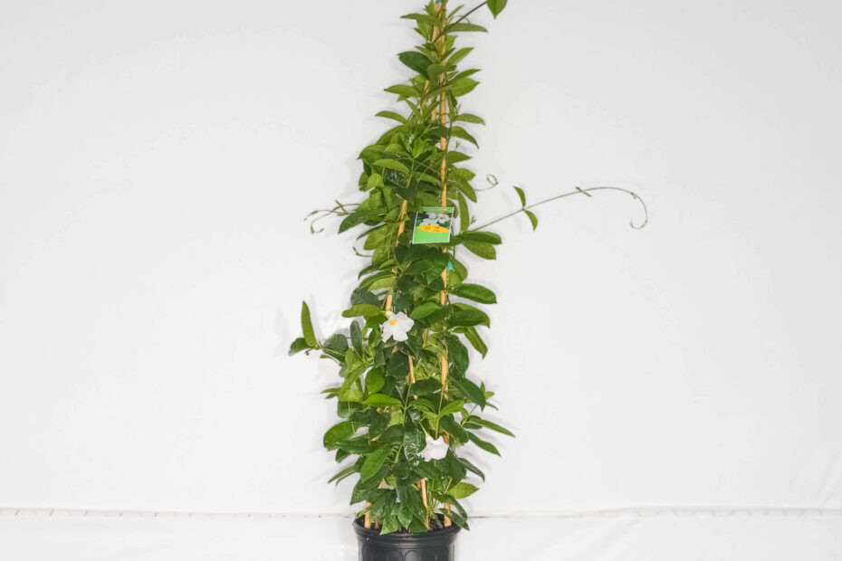Mandevilla Trellis White 3 Gallon Cofer's Home & Garden