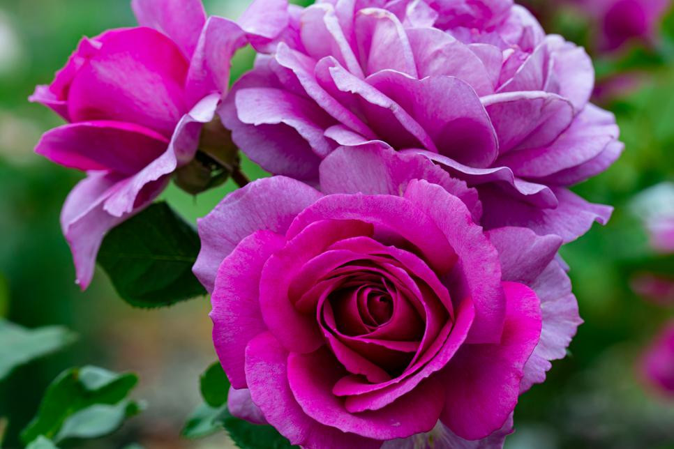 Rose 'Perfume Factory' Weeks Cofer's Home & Garden