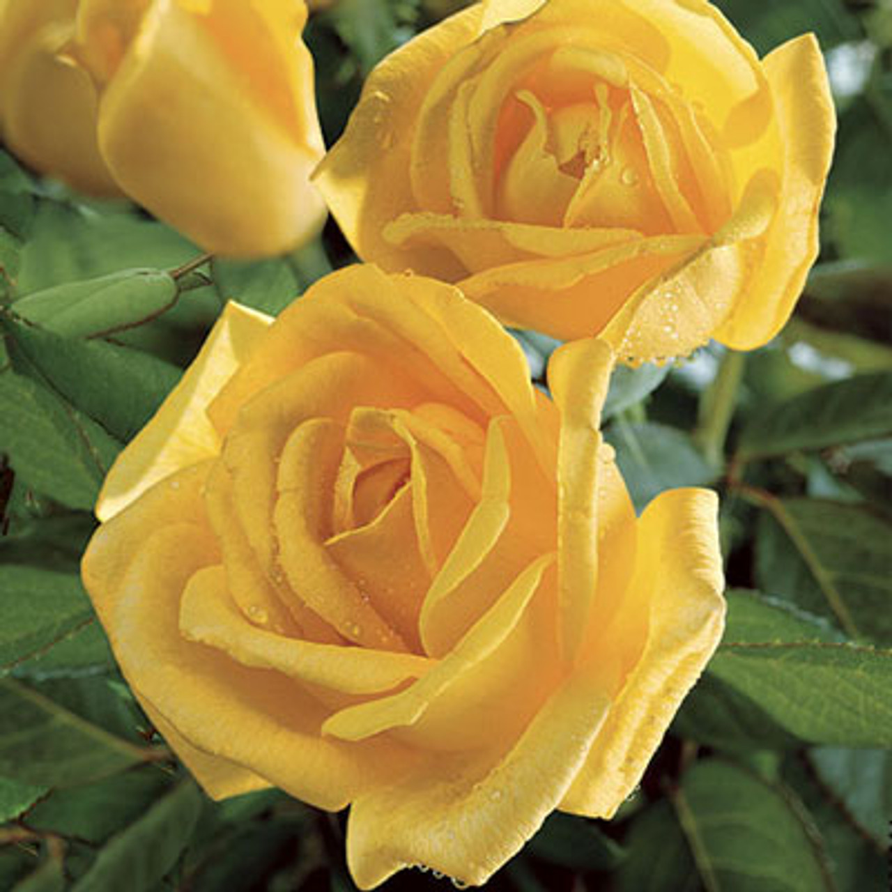 rose golden perfume