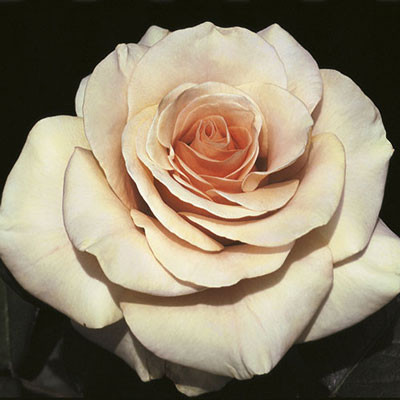 Weeks Roses Marilyn Monroe