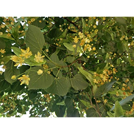 Basswood Native 3 Gallon Cofer's Home & Garden