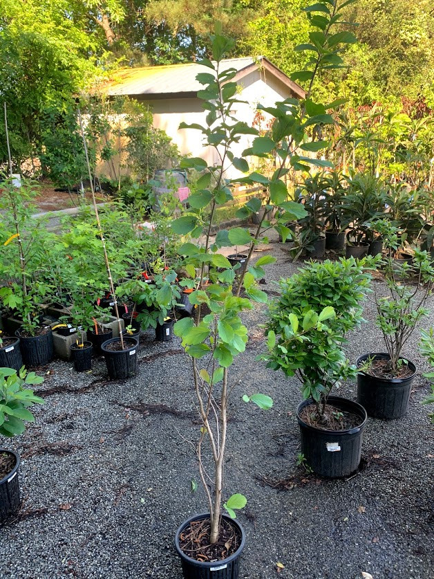 aralia plant Aralia 'Green' main image 0