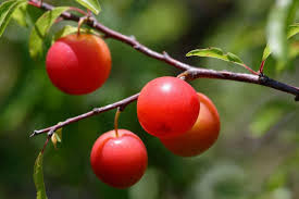 Plum Chickasaw 1 Gallon Cofer's Home & Garden