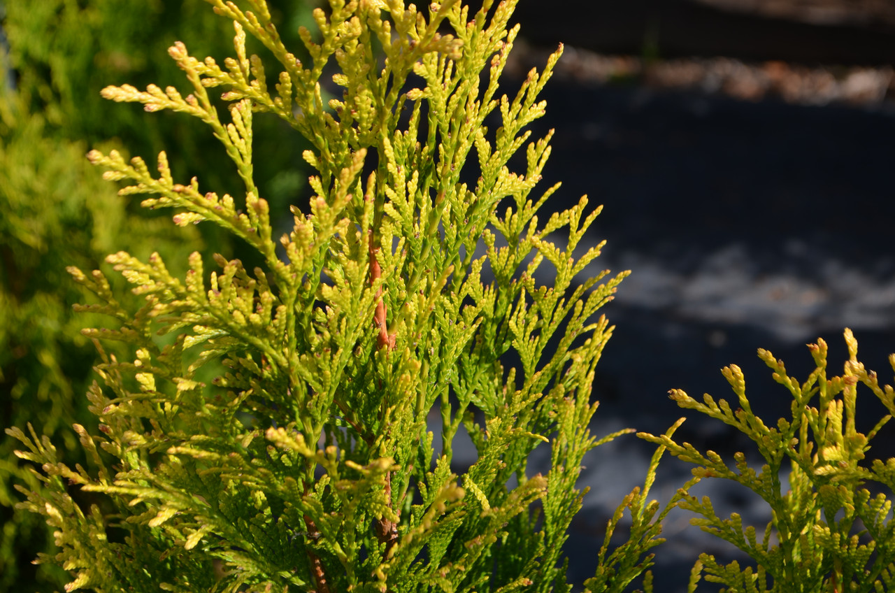 #3 Thuja plicata PW Fluffy/Gold Arborvitae