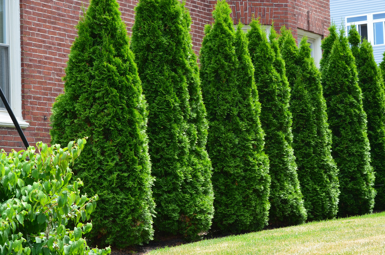 Arborvitae Emerald 10 Gallon Cofer's Home & Garden