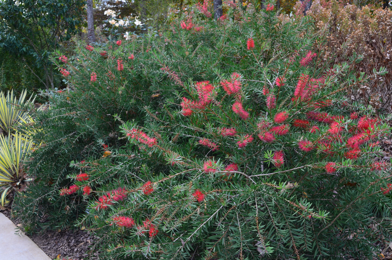 Bottlebrush tree: Hardy and beautiful - CGTN