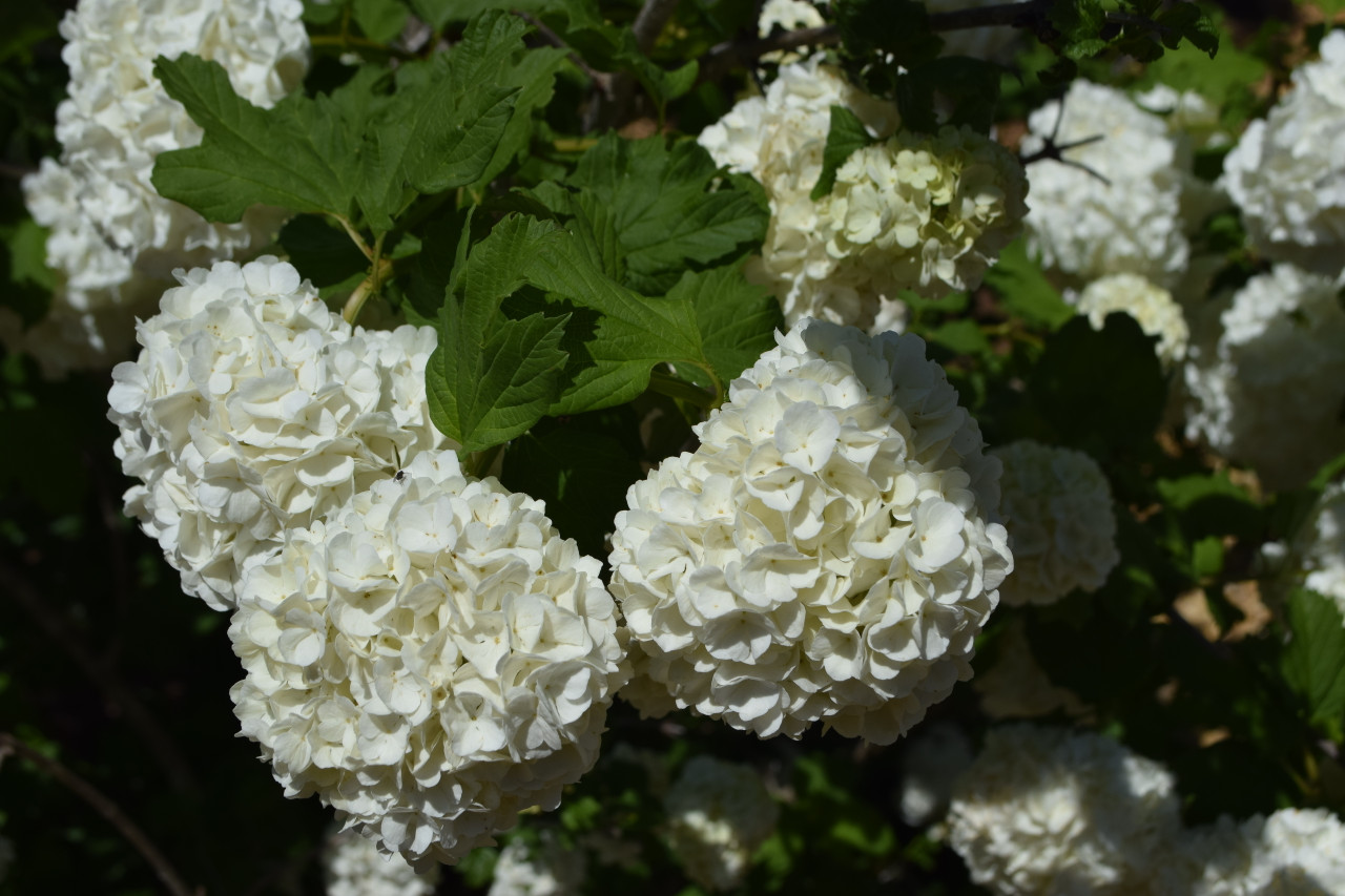 Viburnum Eastern Snowball 3 Gallon Cofer's Home & Garden