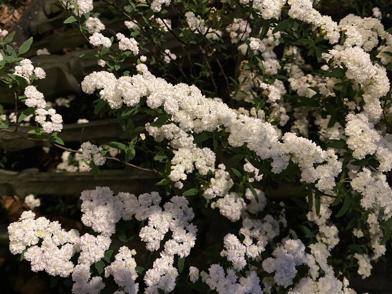 絵画 Reeves spirea 10988-Reeves-Spirea.jpg