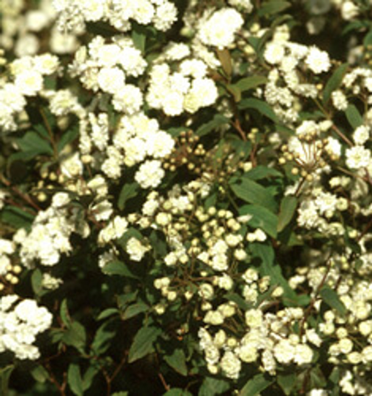 Spirea Bridal Wreath 'Reeves' #3 - Cofer's Home & Garden