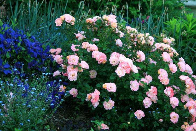 Rose Peach Drift® 3 Gallon - Cofer's Home & Garden