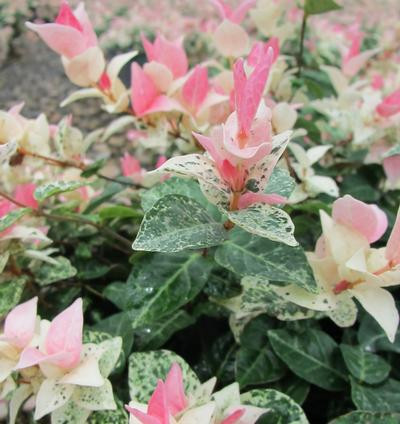 Asiatic Jasmine Snow-N-Summer™ 1 Quart - Cofer's Home & Garden