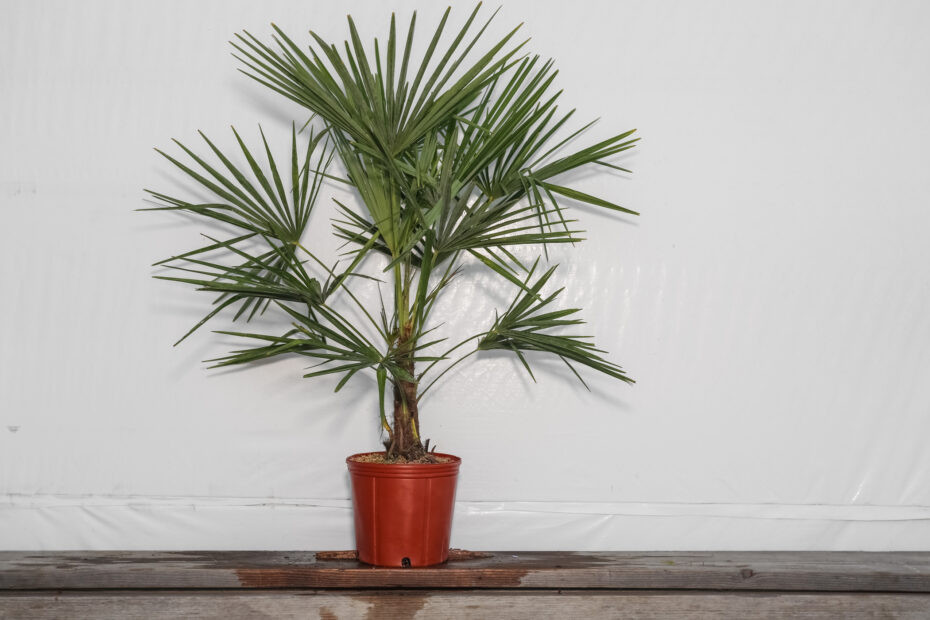 ③the_palms_nursery Palm Windmill 3 Gallon - Cofer's Home & Garden