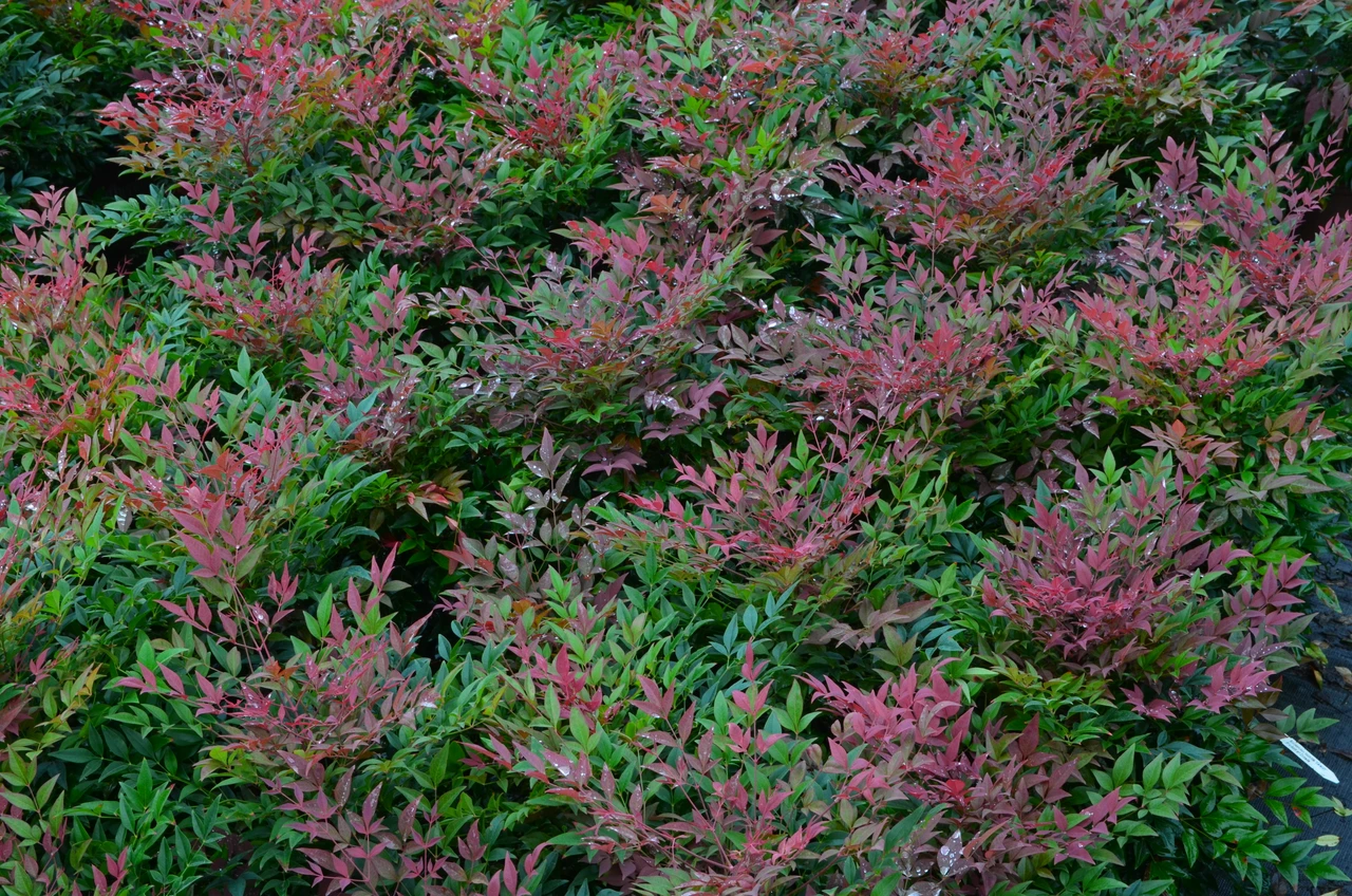 Nandina Obsession 3 Gallon