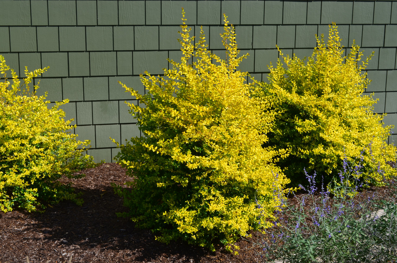 liguster für schatten Glänzender Liguster - Ligustrum lucidum