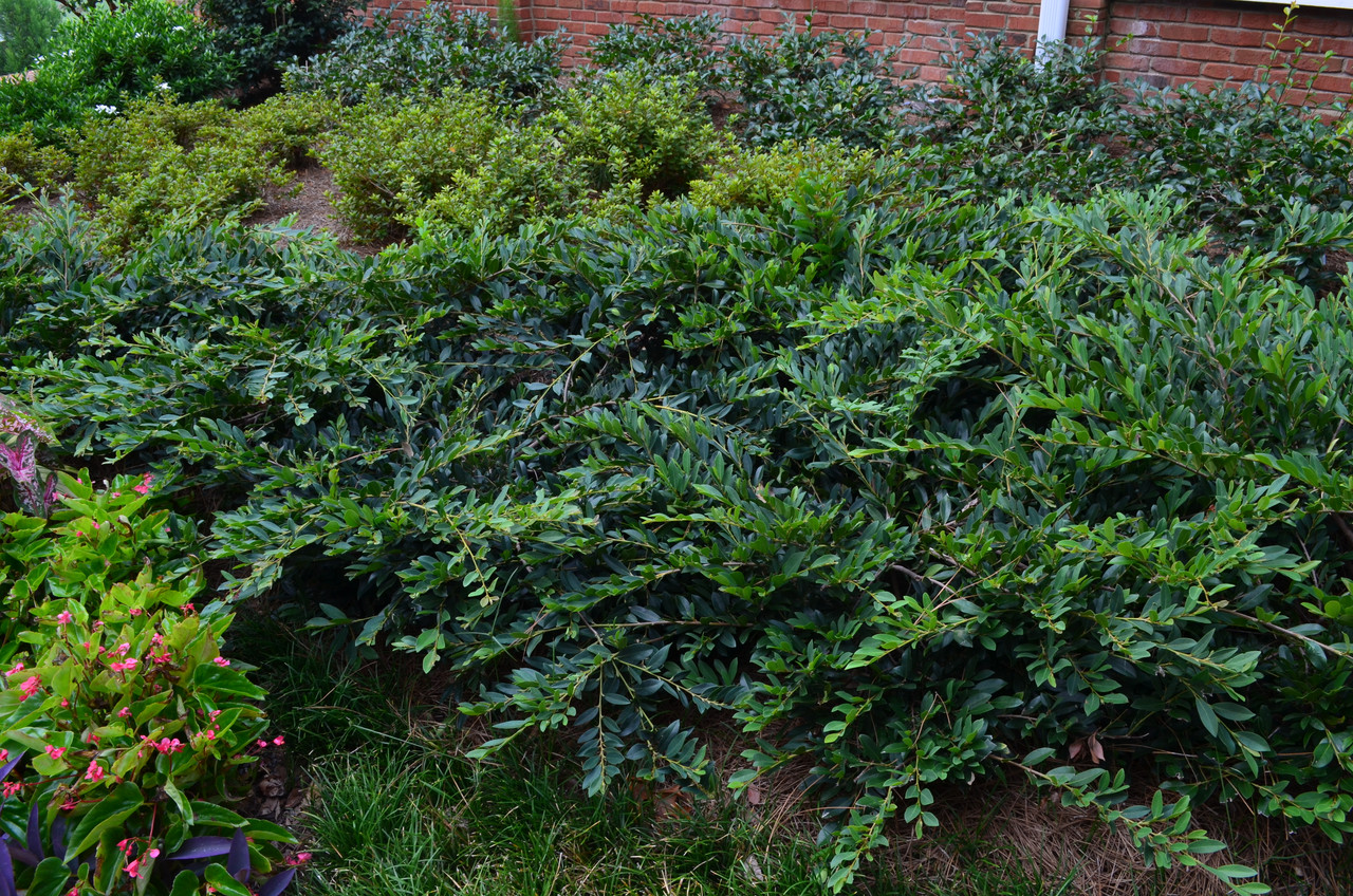 Distylium 'Vintage Jade' 3 Gallon Cofer's Home & Garden