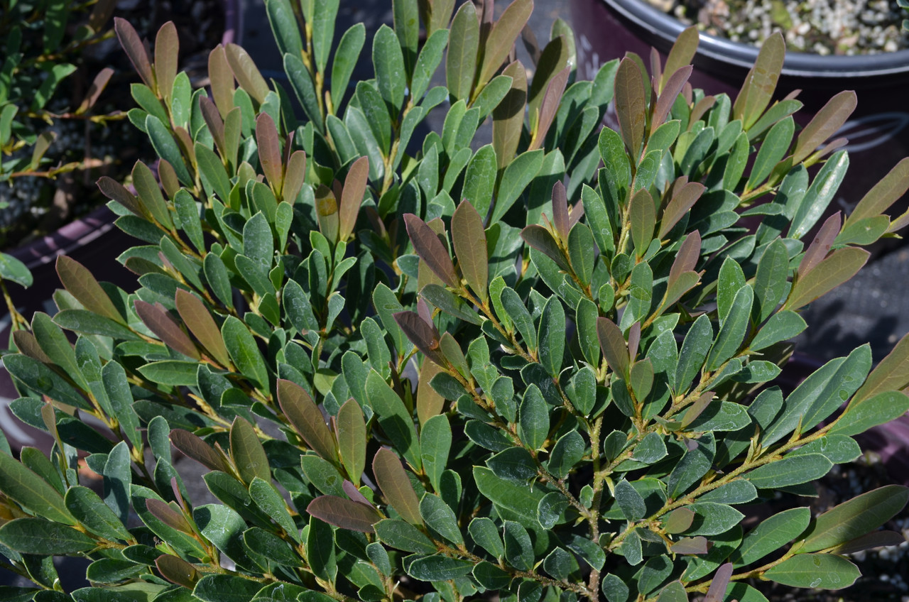 Distylium 'Cinnamon Girl' 3 Gallon Cofer's Home & Garden