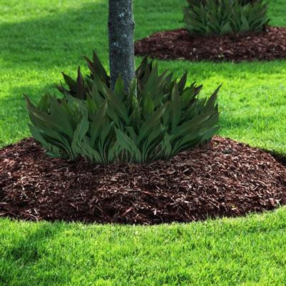 Cast Iron Plant Dwarf Tiny Tank™ 1 Quart Cofer's Home & Garden