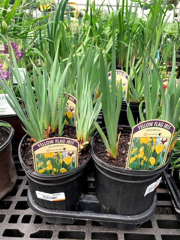 Iris 'Yellow Flag' 1 Gallon - Cofer's Home & Garden